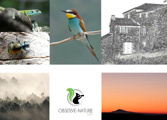 Observez la nature